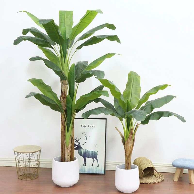Tanaman Hias Pohon Pisang Besa - Bonsai Garden Restaurant ulasan dan harga