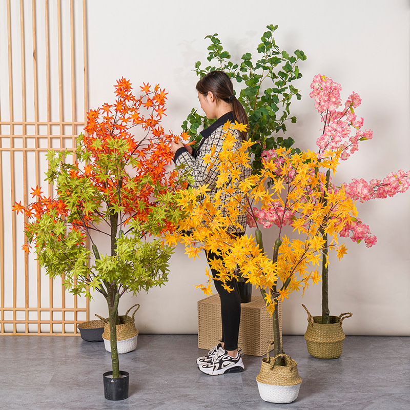 Tanaman Bonsai Daun Ginkgo Pot - Bonsai Garden Restaurant ulasan dan harga